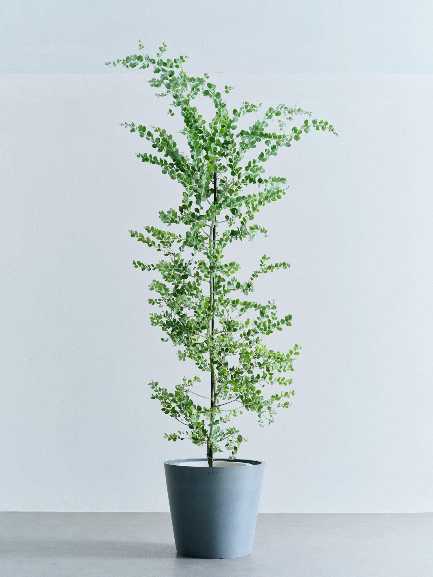 パールアカシア XL 【首都圏限定】