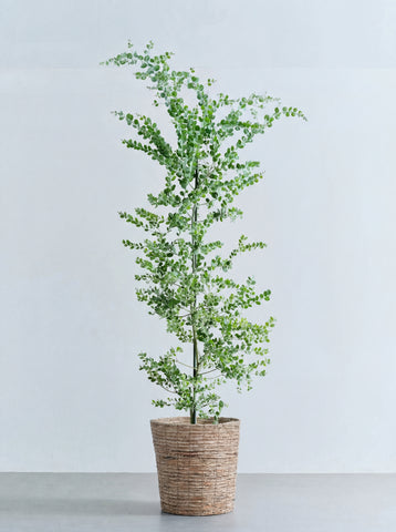 パールアカシア XL 【首都圏限定】(バナナリーフバスケット ブラウン)