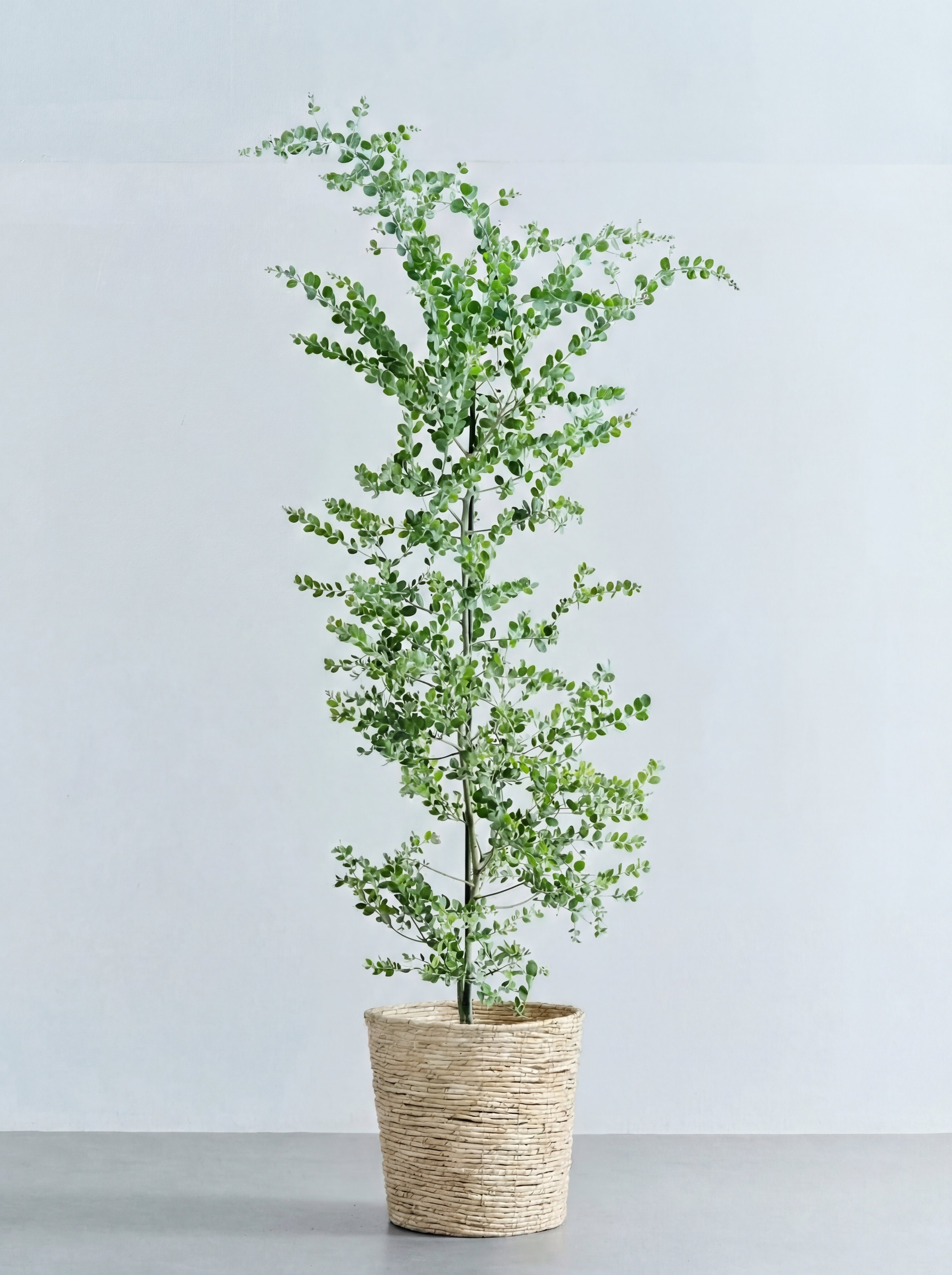 パールアカシア XL 【首都圏限定】(バナナリーフバスケット ナチュラル)