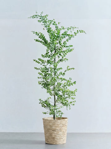 パールアカシア XL 【首都圏限定】(バナナリーフバスケット ナチュラル)