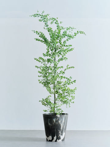 パールアカシア XL 【首都圏限定】(樹脂ポット ブラックマーブル)