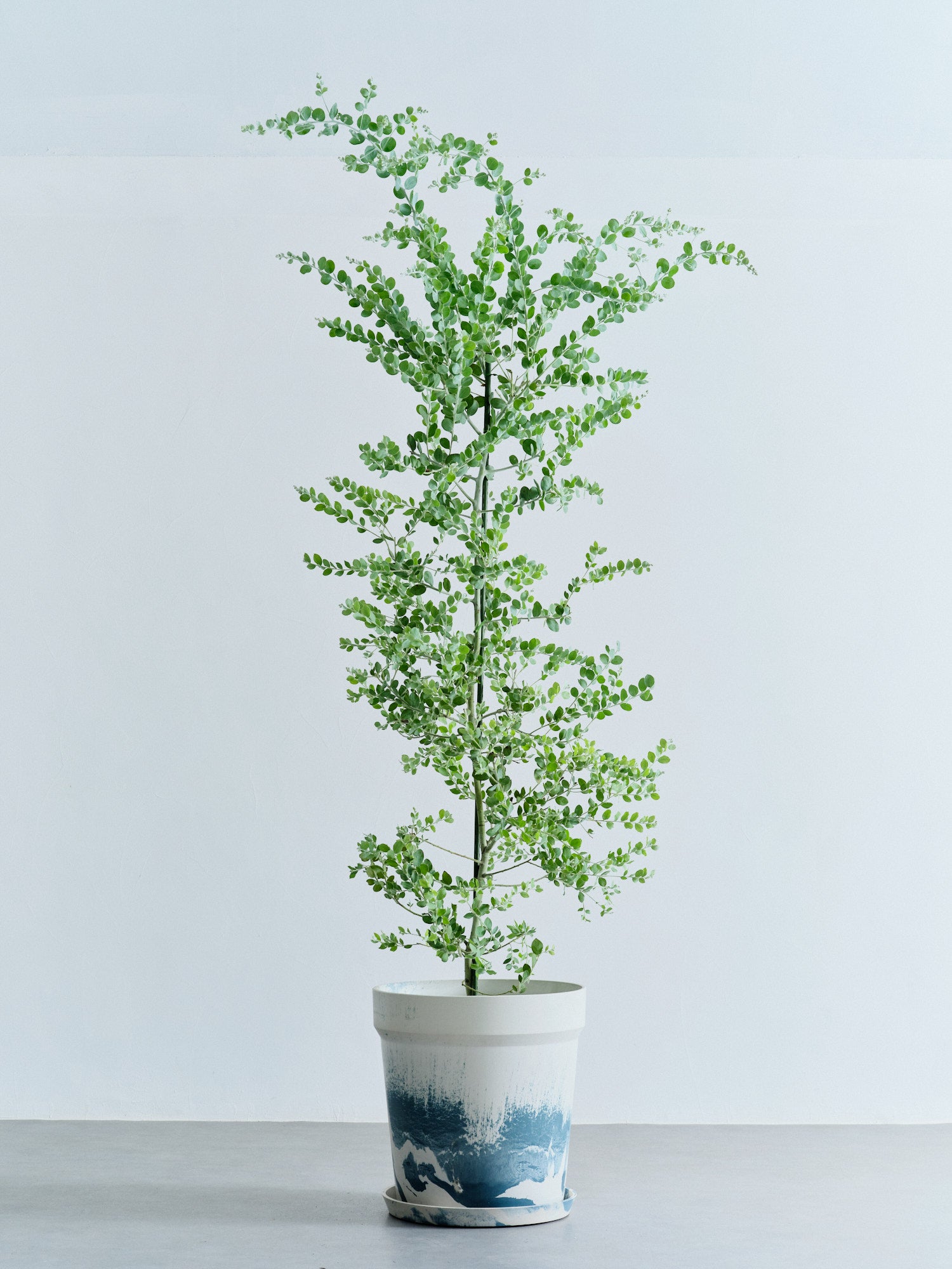 パールアカシア XL 【首都圏限定】(アーバンプランツポット マーブルミルク)