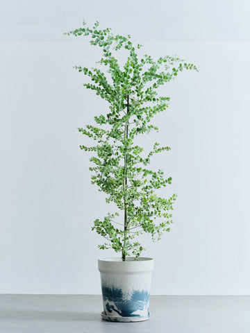 パールアカシア XL 【首都圏限定】(アーバンプランツポット マーブルミルク)