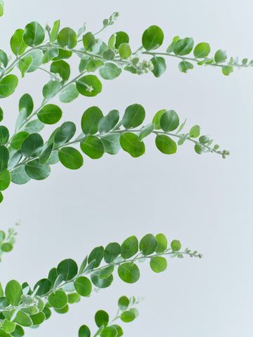 パールアカシア XL 【首都圏限定】(樹脂ポット ブラックマーブル)