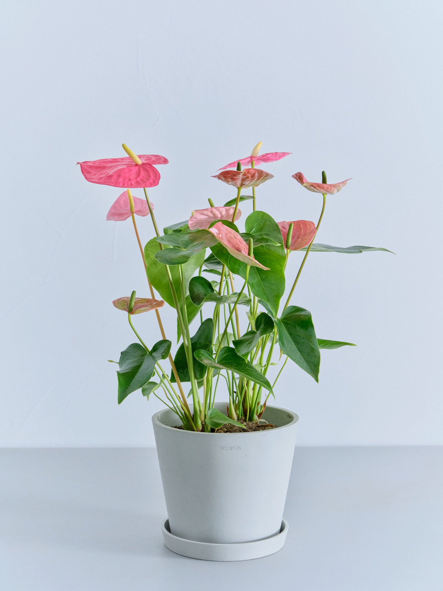 アンスリウム ピンク S