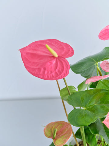 アンスリウム ピンク S