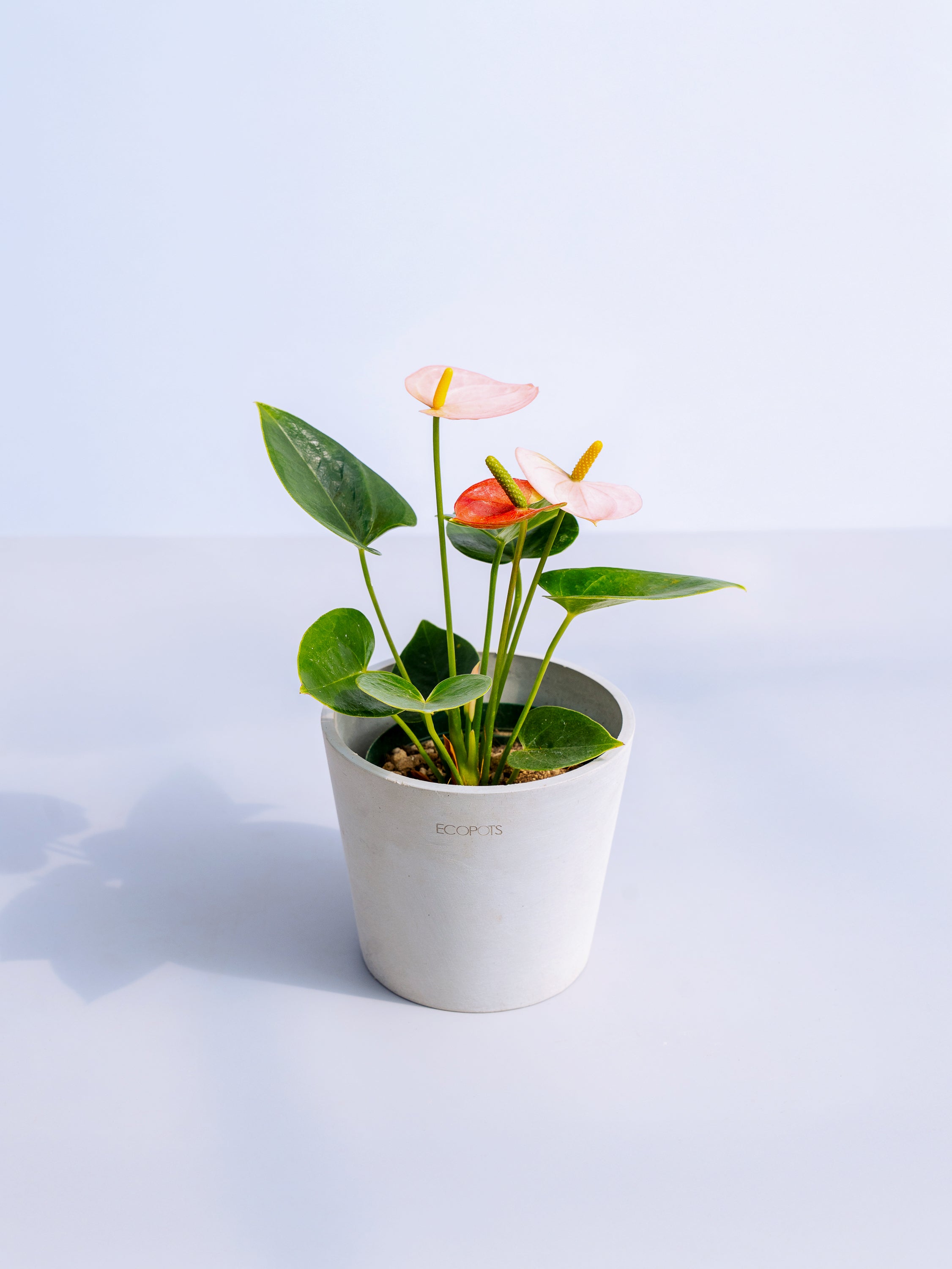 アンスリウム ピンク Table-M