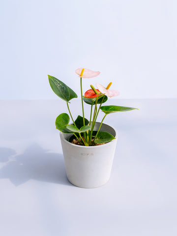 アンスリウム ピンク Table-M