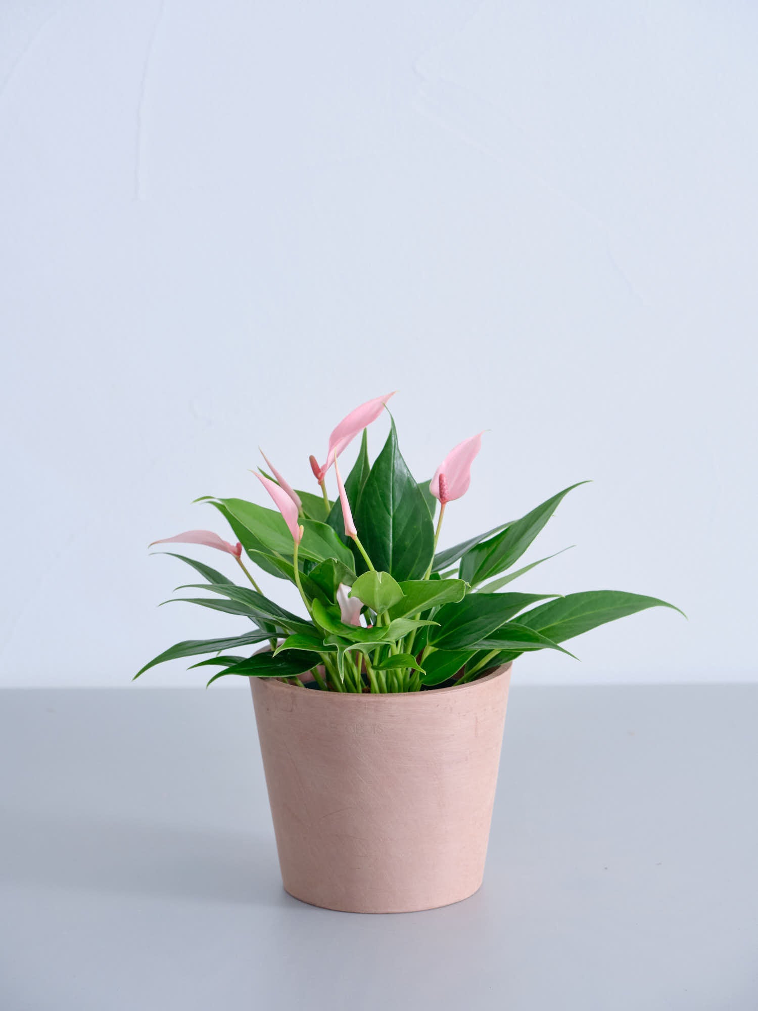 アンスリウム・リリィ Table-M