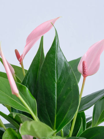 アンスリウム・リリィ Table-M