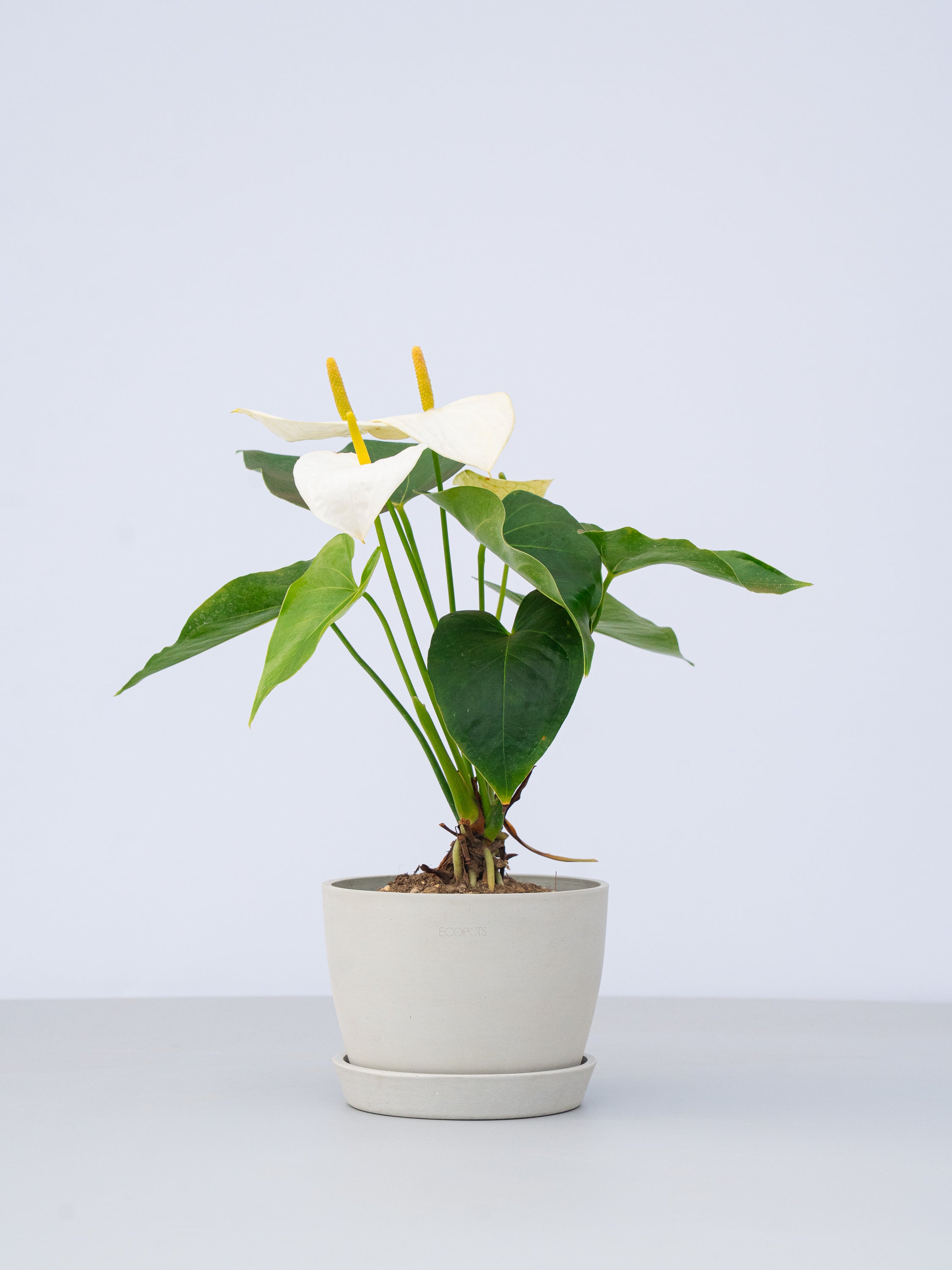 アンスリウム 白 Table-L