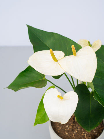 アンスリウム 白 Table-L