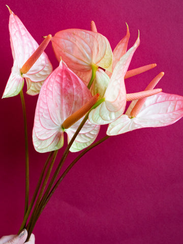 【11/30〜12/2到着】アンスリウムファンタジア 6本