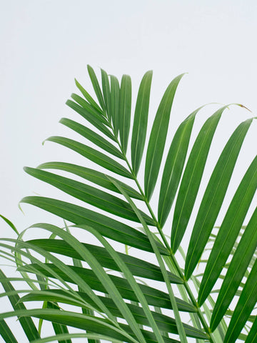 アレカヤシ XL【首都圏限定】