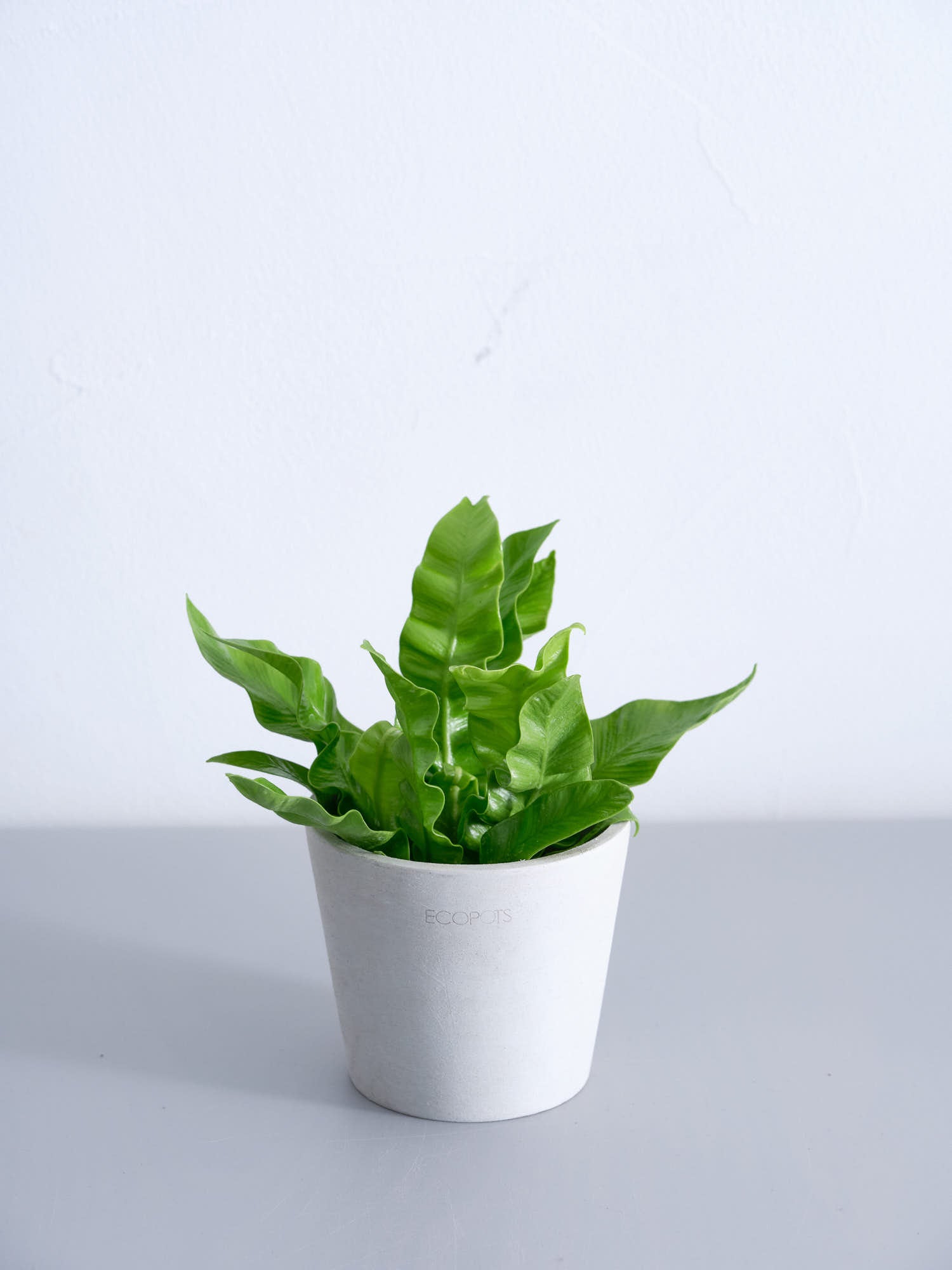 アスプレニウム・エメラルドウェーブ Table-S