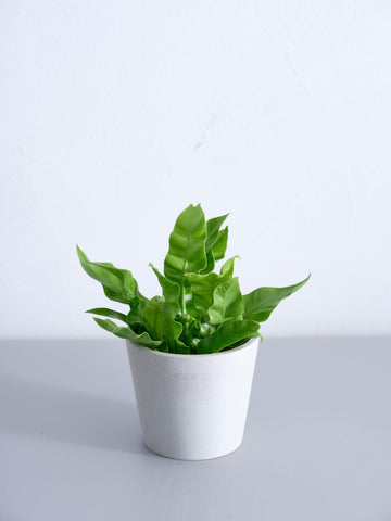 アスプレニウム・エメラルドウェーブ Table-S