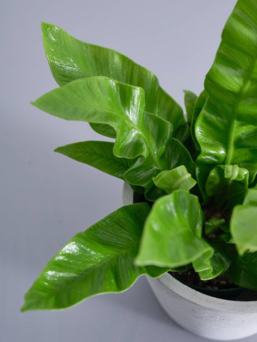 アスプレニウム・エメラルドウェーブ Table-S