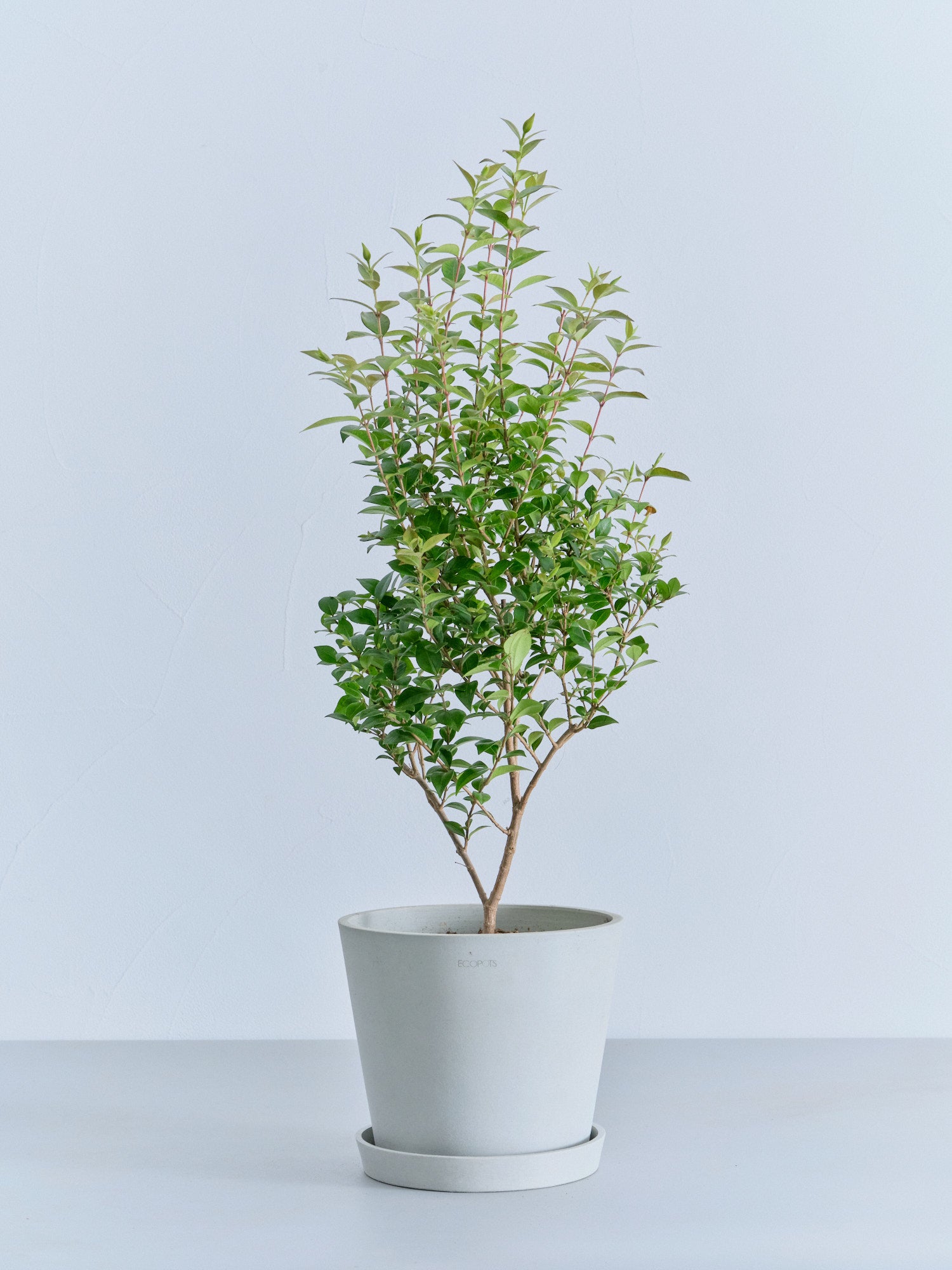 シナモンマートル S