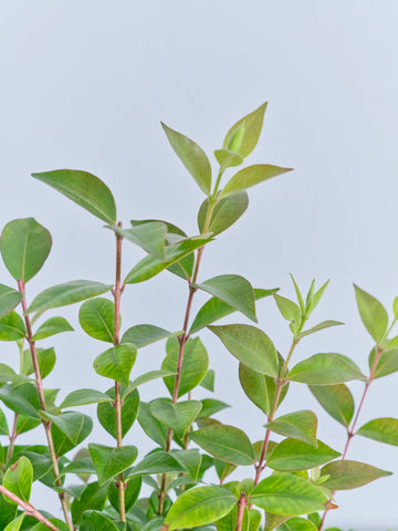 シナモンマートル S