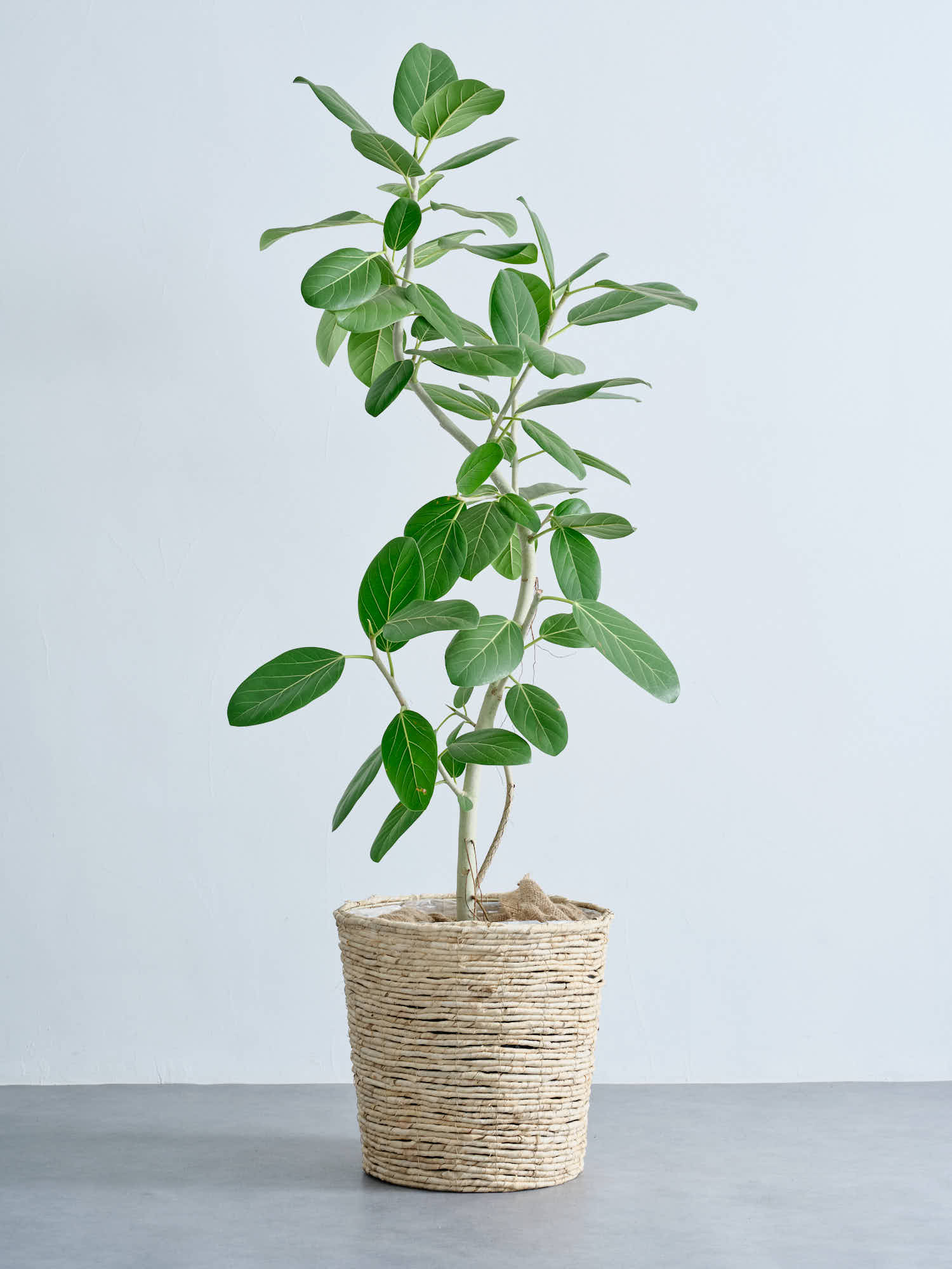 フィカス・ベンガレンシス まがり XL #2   (バナナリーフバスケット ナチュラル)