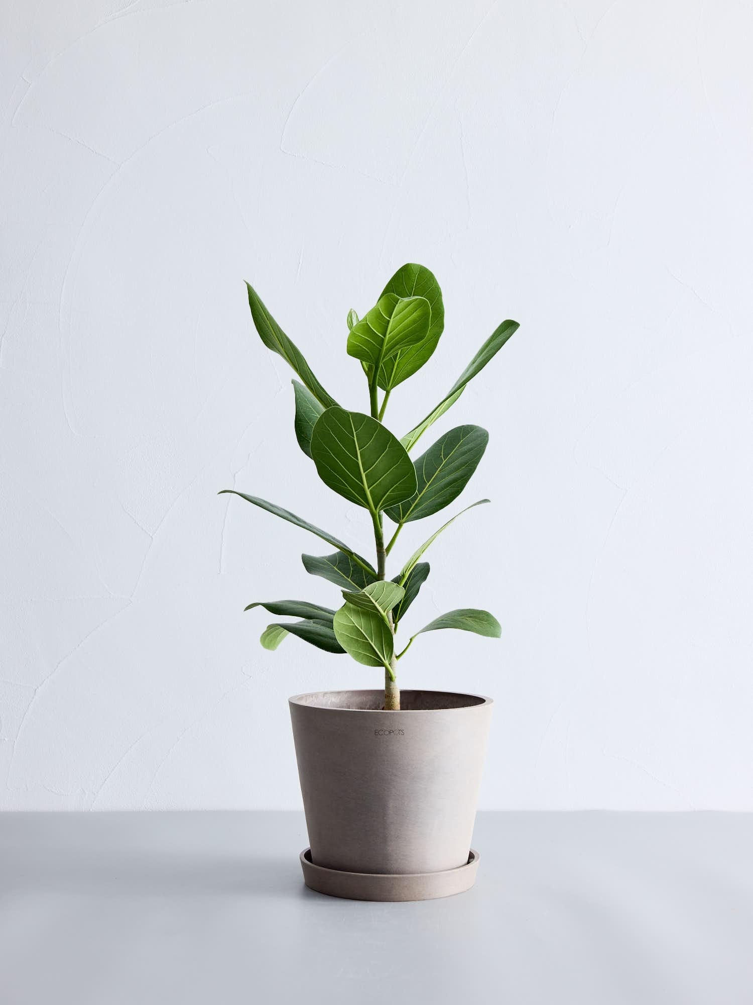 フィカス・ベンガレンシス 13号6号