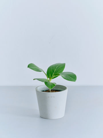 フィカス・ベンガレンシス Table-M