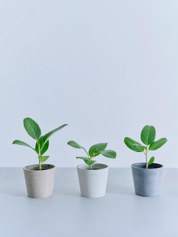 フィカス・ベンガレンシス Table-M