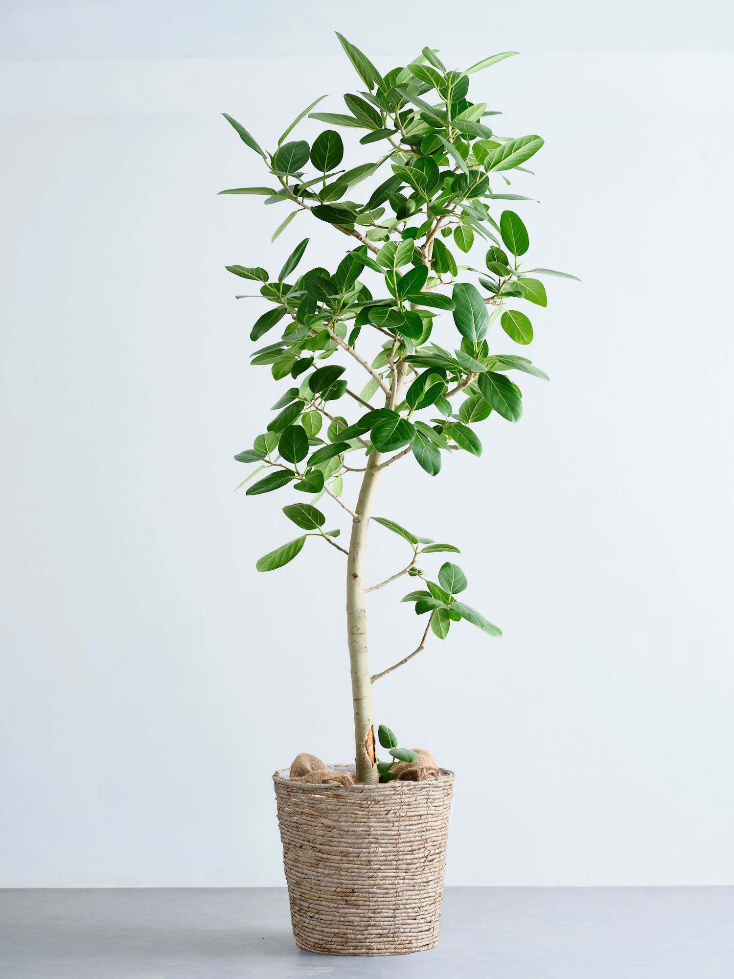 フィカス・ベンガレンシス XL 【首都圏限定】(バナナリーフバスケット ナチュラル)