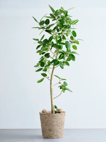 フィカス・ベンガレンシス XL 【首都圏限定】(バナナリーフバスケット ナチュラル)