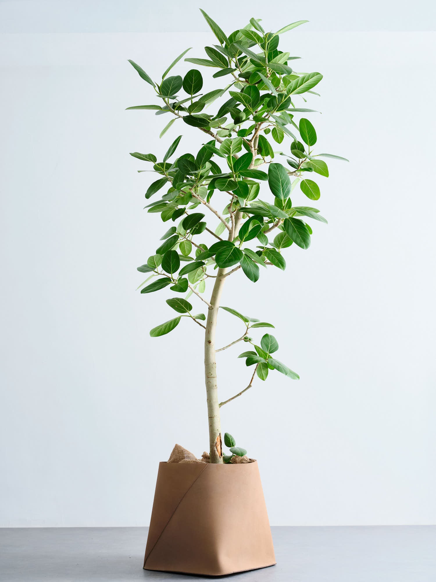 フィカス・ベンガレンシス XL 【首都圏限定】(レザーカバー ベージュ)