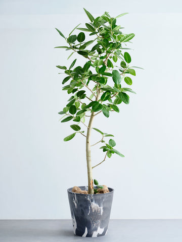 フィカス・ベンガレンシス XL 【首都圏限定】(樹脂ポット ブラックマーブル)