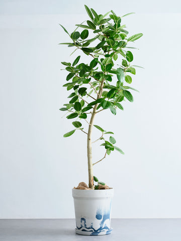 フィカス・ベンガレンシス XL 【首都圏限定】(アーバンプランツポット マーブルミルク)