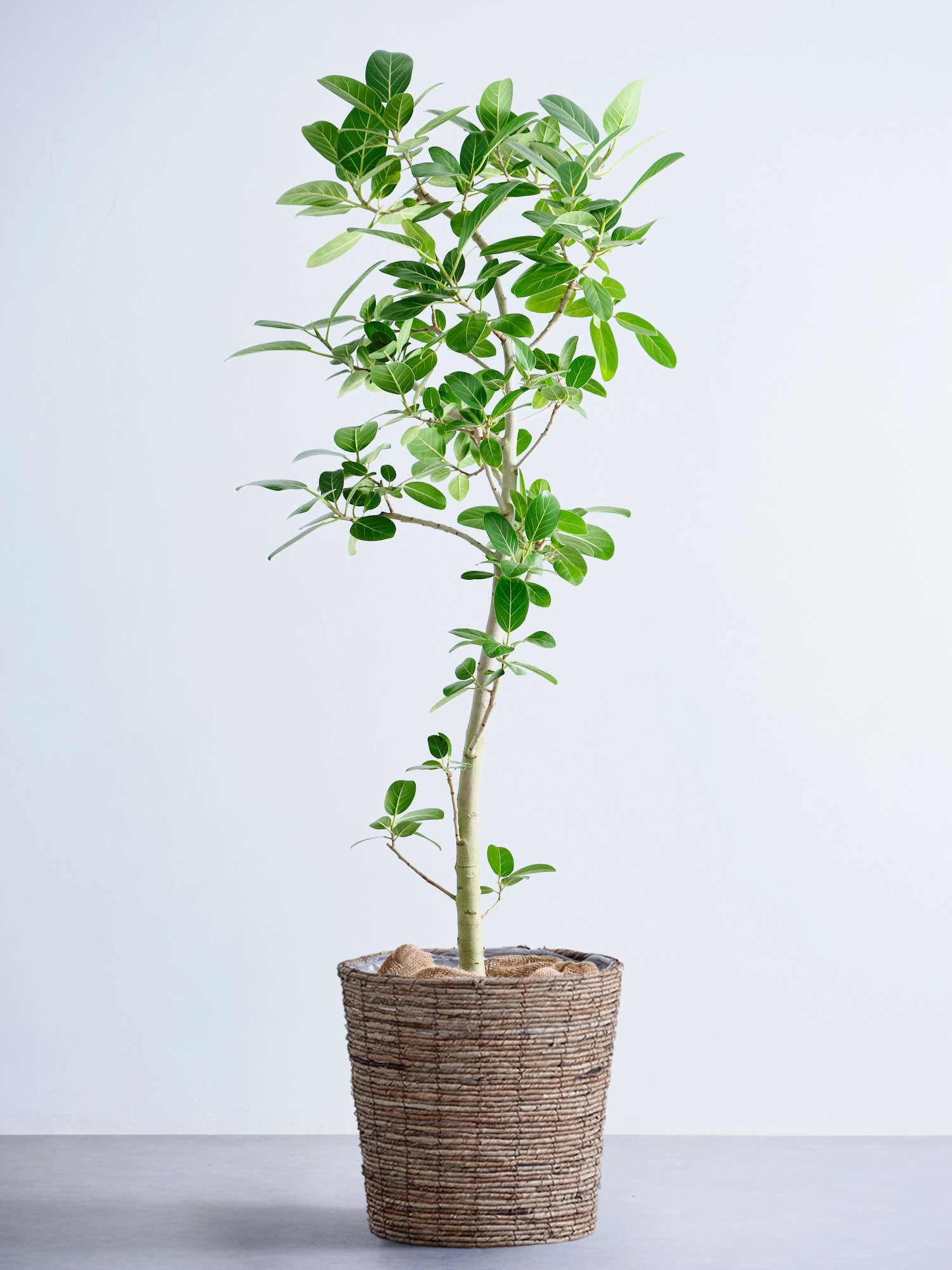 フィカス・ベンガレンシス XL 【全国発送可能】(バナナリーフバスケット ブラウン)