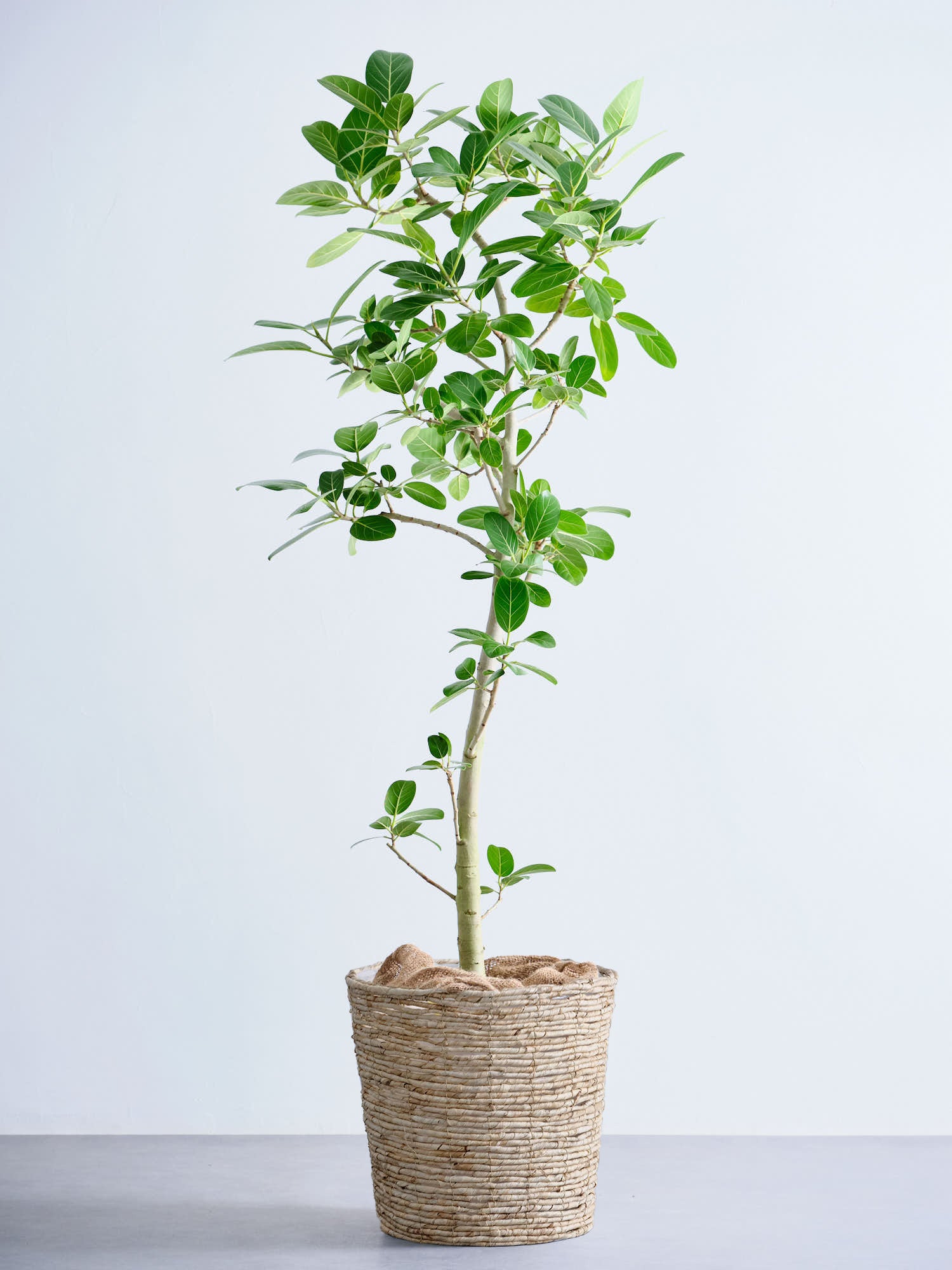 フィカス・ベンガレンシス XL 【全国発送可能】(バナナリーフバスケット ナチュラル)