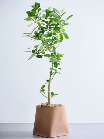 フィカス・ウンベラータ まがり XL ＃2【首都圏限定】(レザーカバー ベージュ)