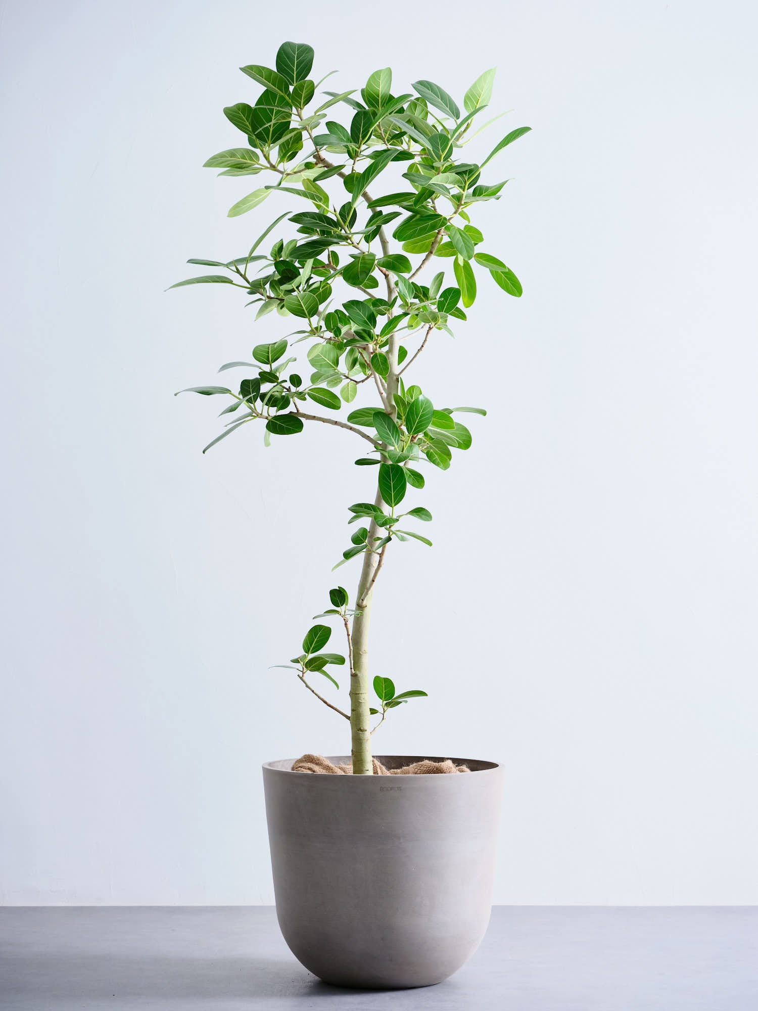 フィカス・ベンガレンシス XL 【全国発送可能】