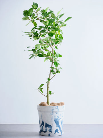 フィカス・ベンガレンシス XL 【全国発送可能】(アーバンプランツポット マーブルミルク)