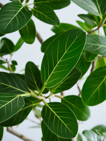 フィカス・ベンガレンシス XL 【全国発送可能】