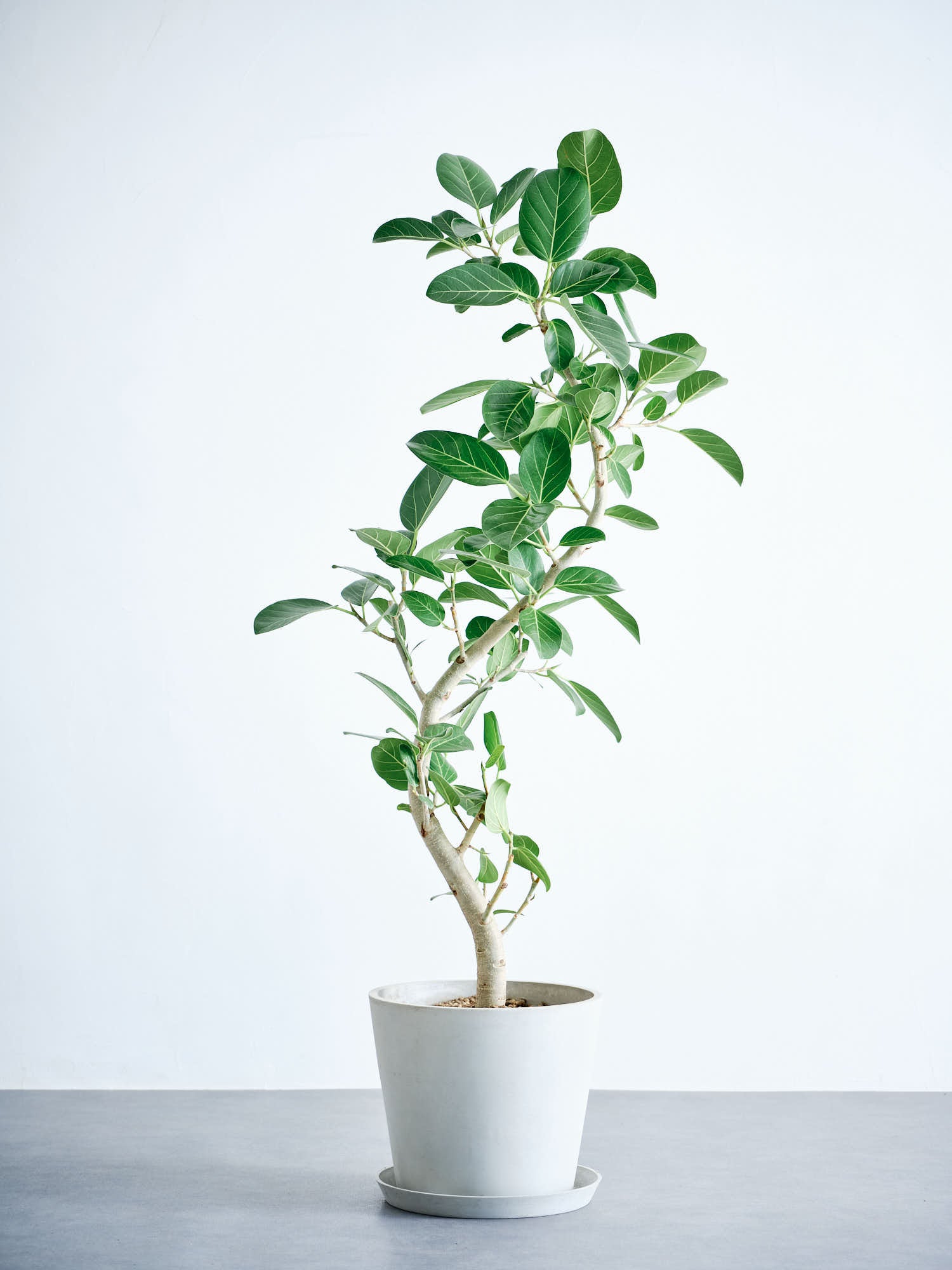 フィカス・ベンガレンシス まがり L