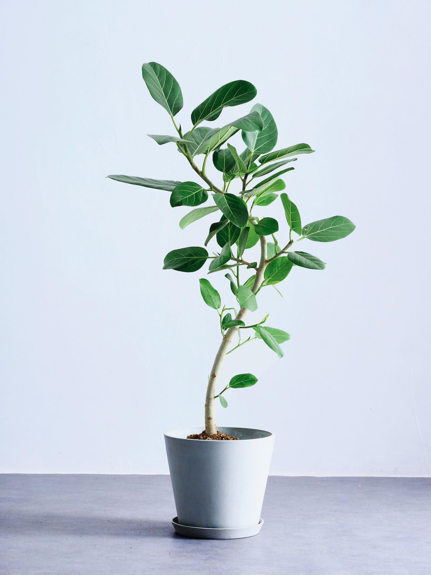 フィカス・ベンガレンシス 13号8号