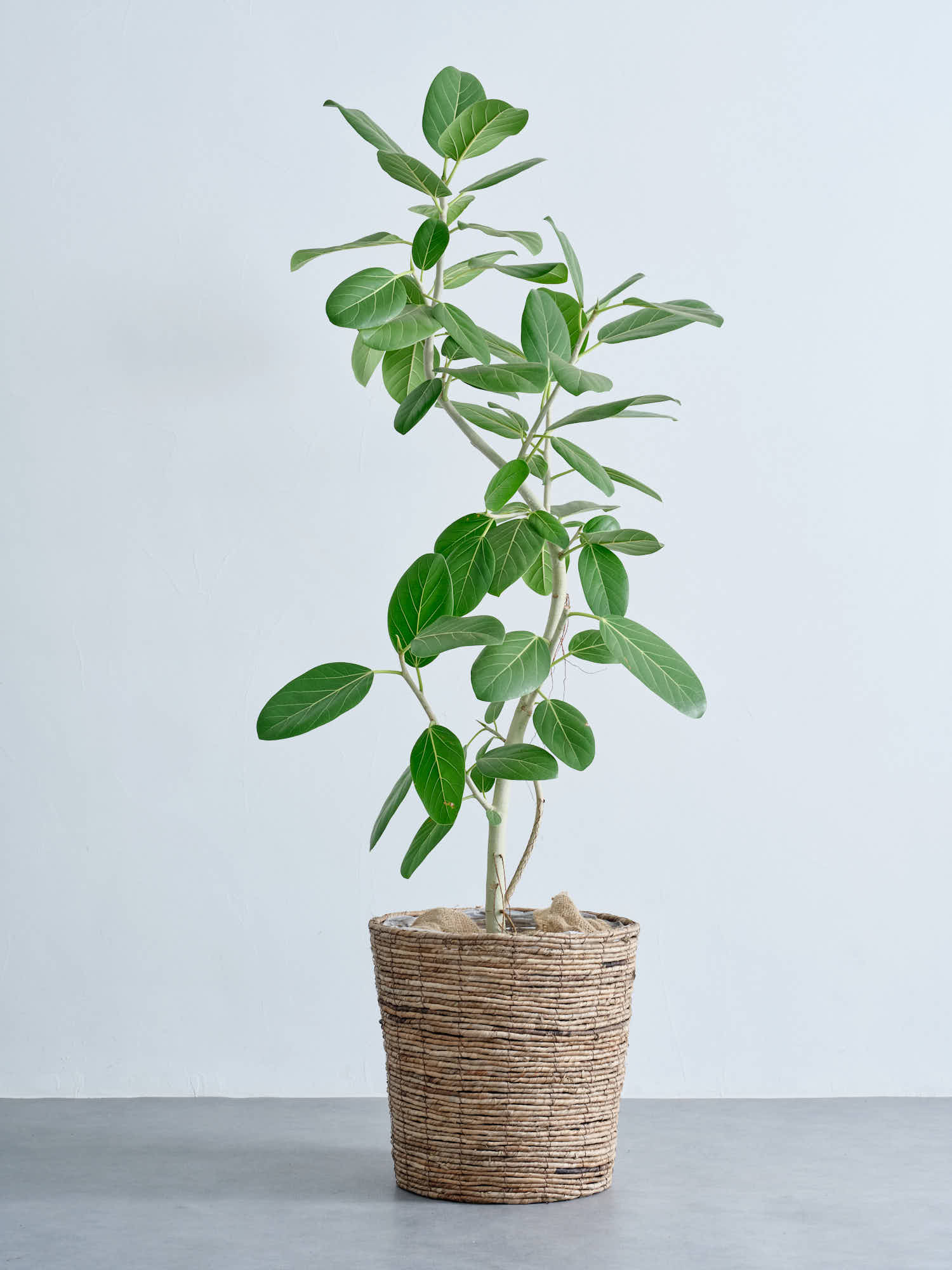 フィカス・ベンガレンシス まがり XL #2   (バナナリーフバスケット ブラウン)