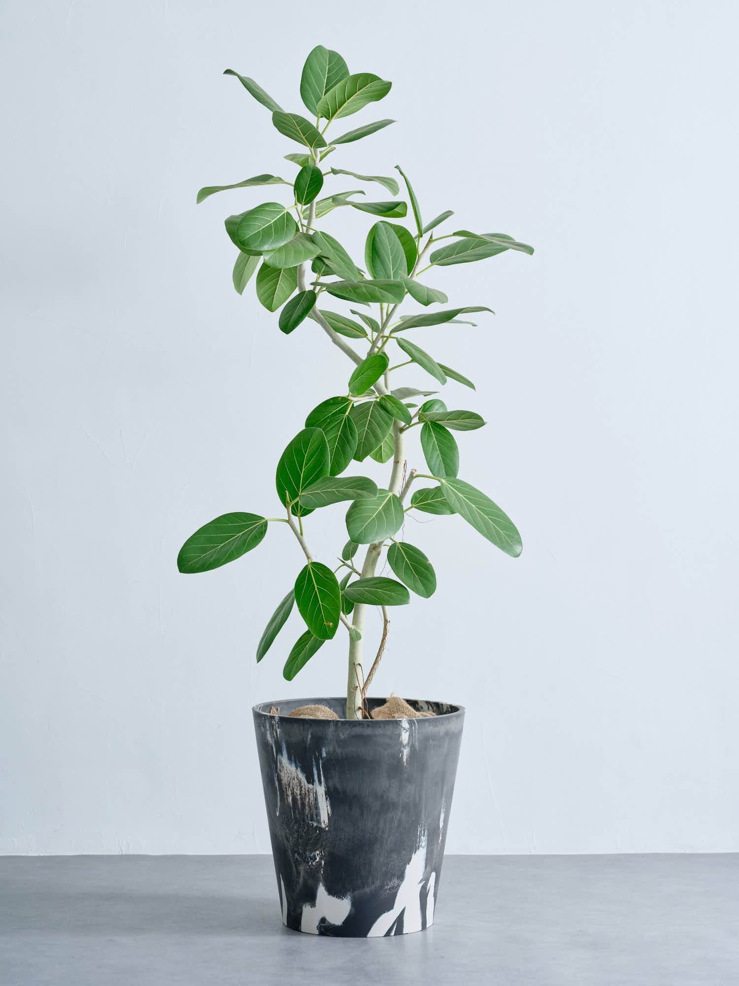 フィカス・ベンガレンシス まがり XL #2   (樹脂ポット ブラックマーブル)