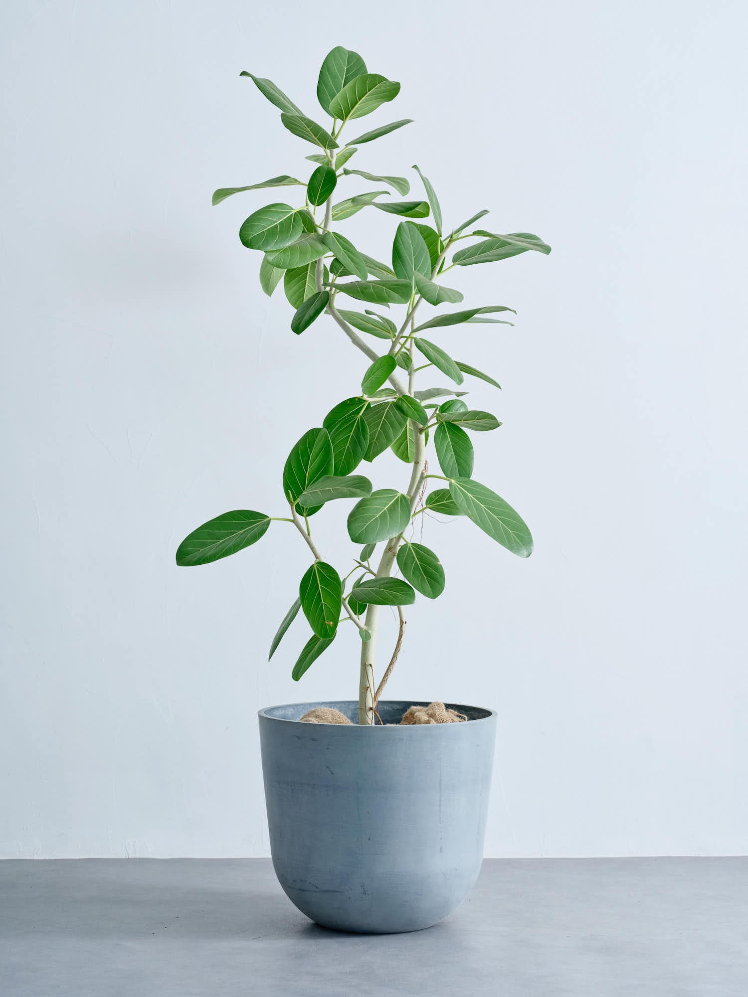 フィカス・ベンガレンシス まがり XL #2