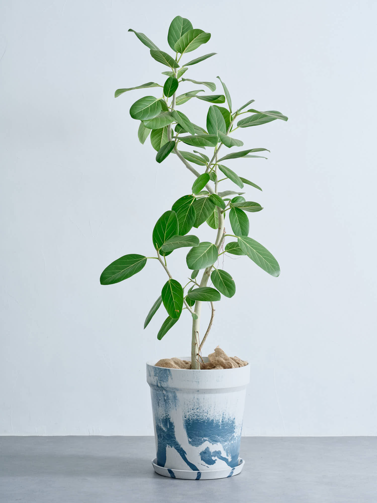 フィカス・ベンガレンシス まがり XL #2   (アーバンプランツポット マーブルミルク)