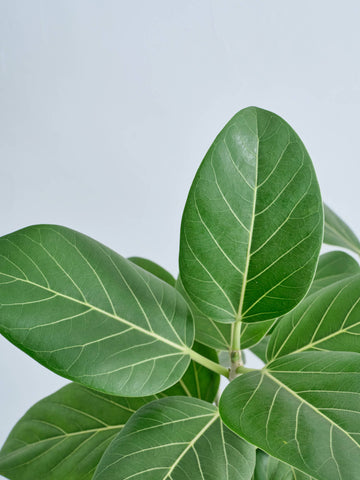 フィカス・ベンガレンシス まがり XL #2