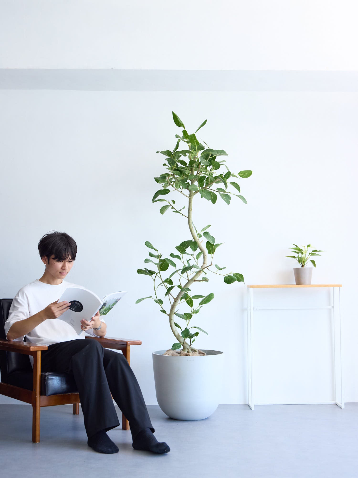 フィカス・ベンガレンシス 13号まがり