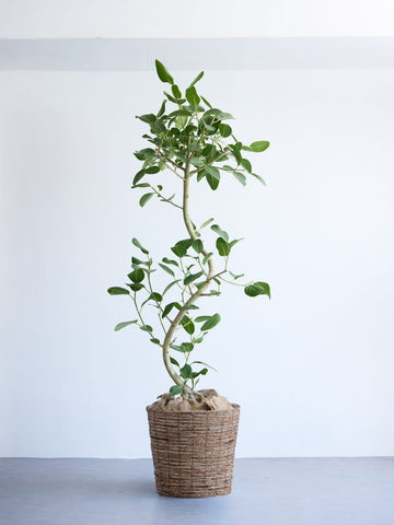 フィカス・ベンガレンシス まがり XL 【首都圏限定】(バナナリーフバスケット ブラウン)