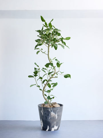 フィカス・ベンガレンシス まがり XL 【首都圏限定】(樹脂ポット ブラックマーブル)