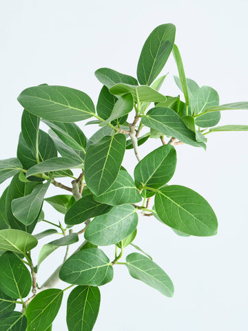 フィカス・ベンガレンシス カーブ L