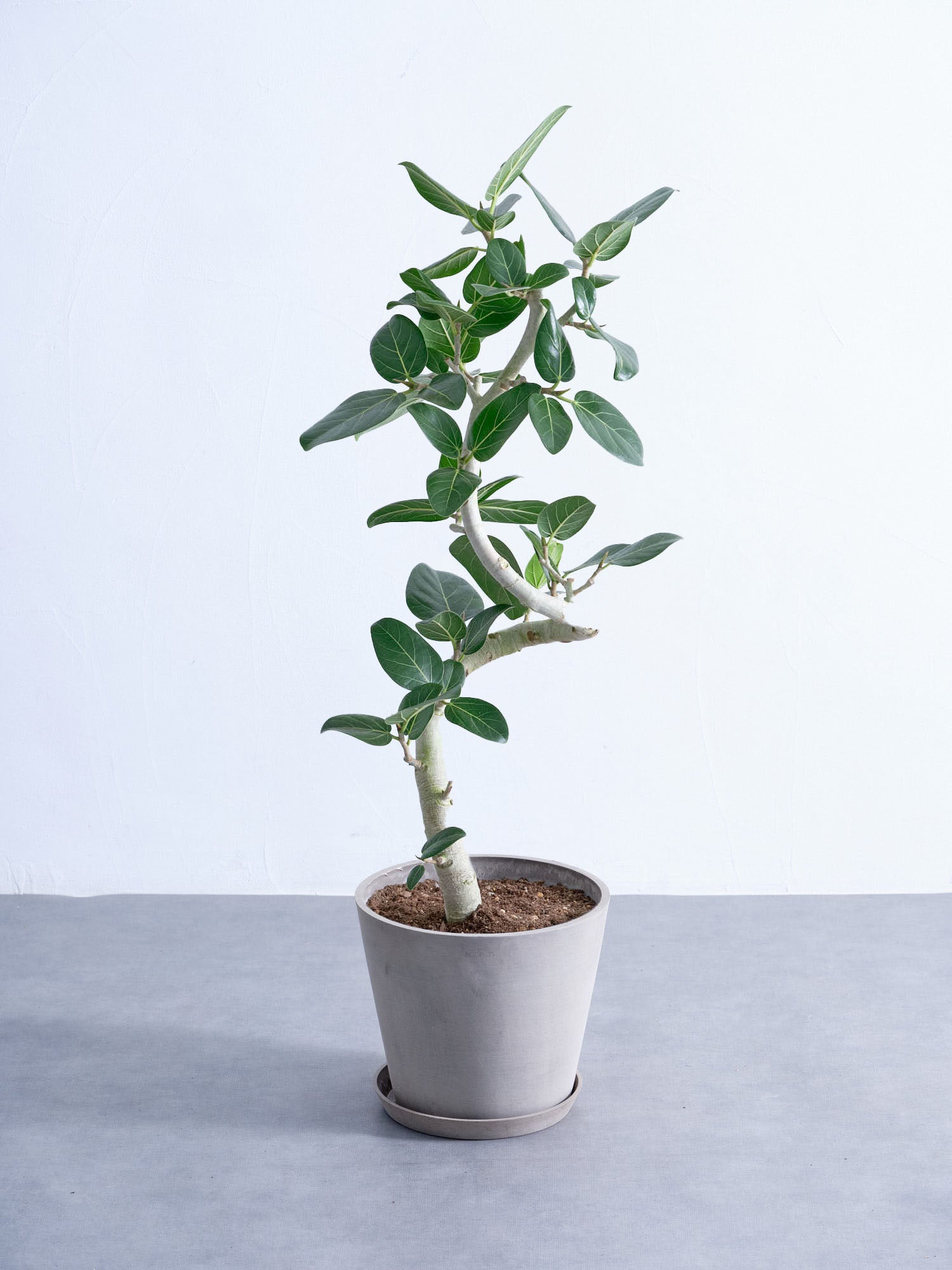 フィカス・ベンガレンシス 8号ノーマル